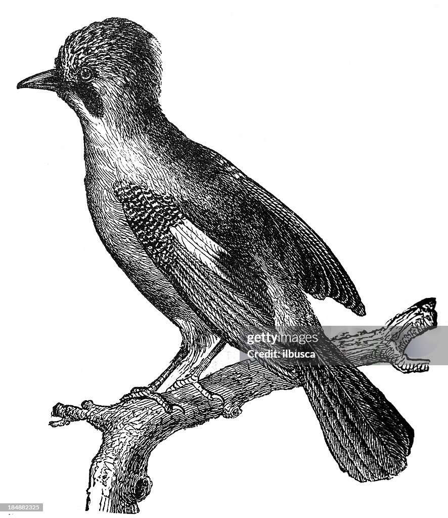 Eurasian Jay (Garrulus Glandarius)