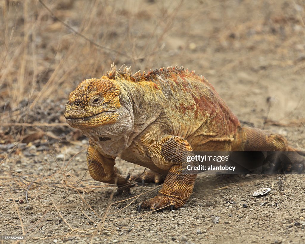 Galápagos: Iguana terrestre masculino (Conolophus subcristatis) na coloração de reprodução