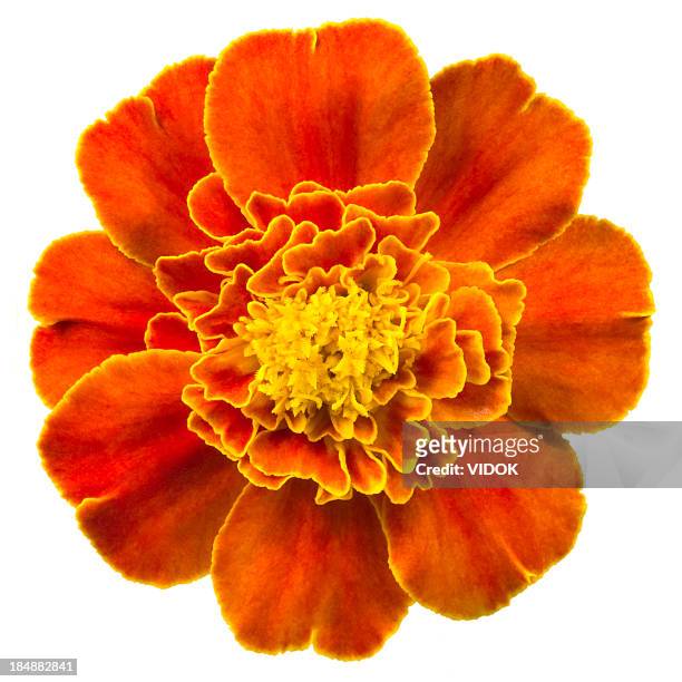 marigold. - single flower stock pictures, royalty-free photos & images