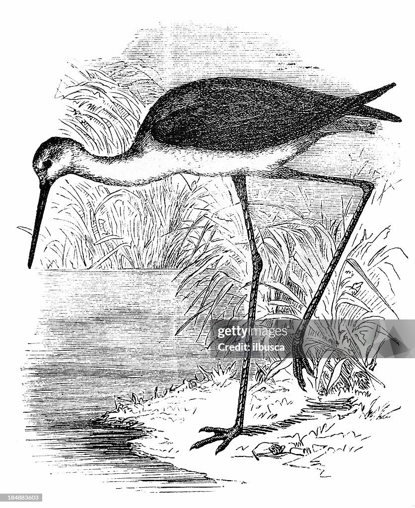 Black-winged or Common Stilt (Himantopus Himantopus)