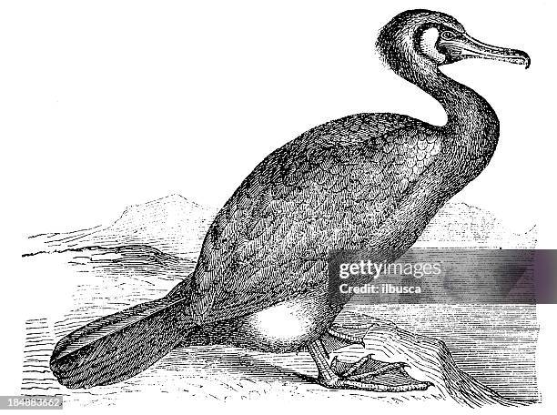 bildbanksillustrationer, clip art samt tecknat material och ikoner med great cormorant (phalacrocorax carbo) - los cabos