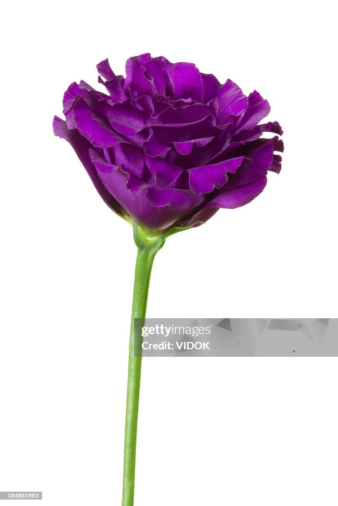 Eustoma (lisianthus).