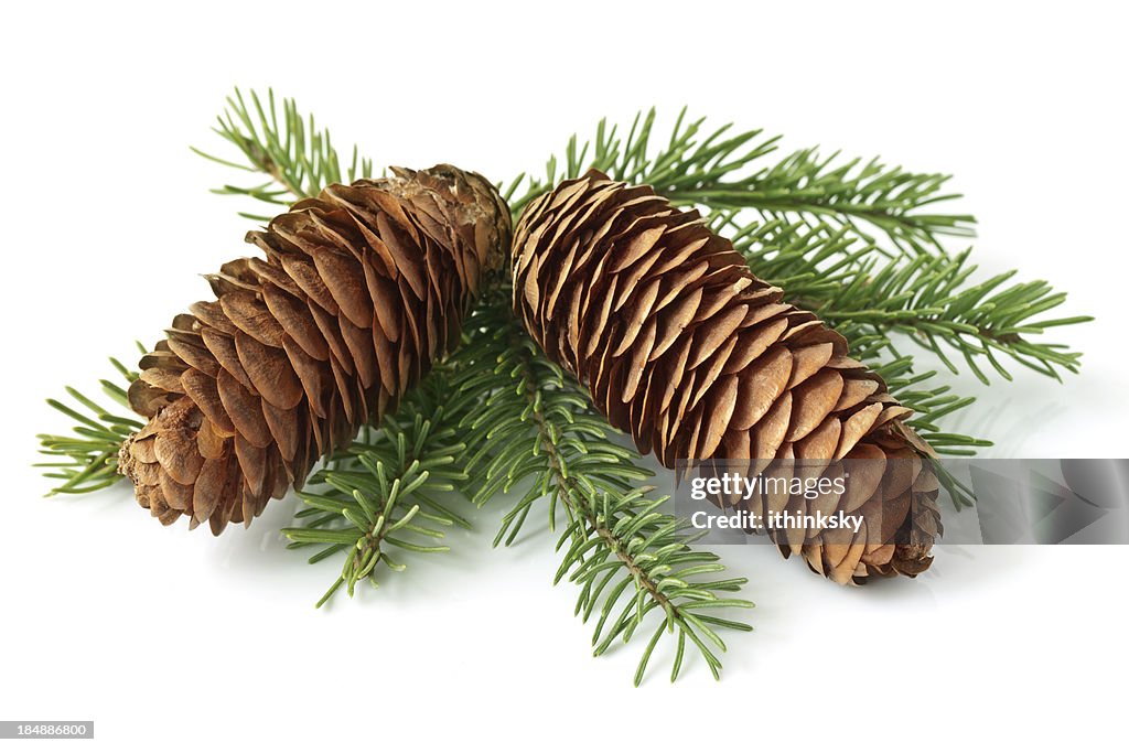 Cone on fir branch