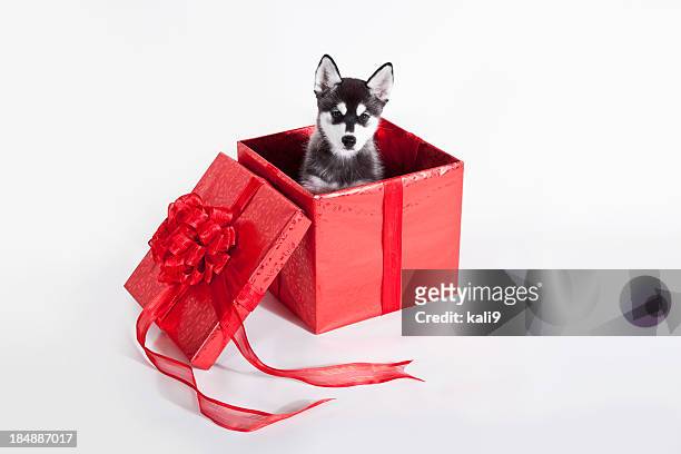 christmas puppy - christmas puppy stock pictures, royalty-free photos & images