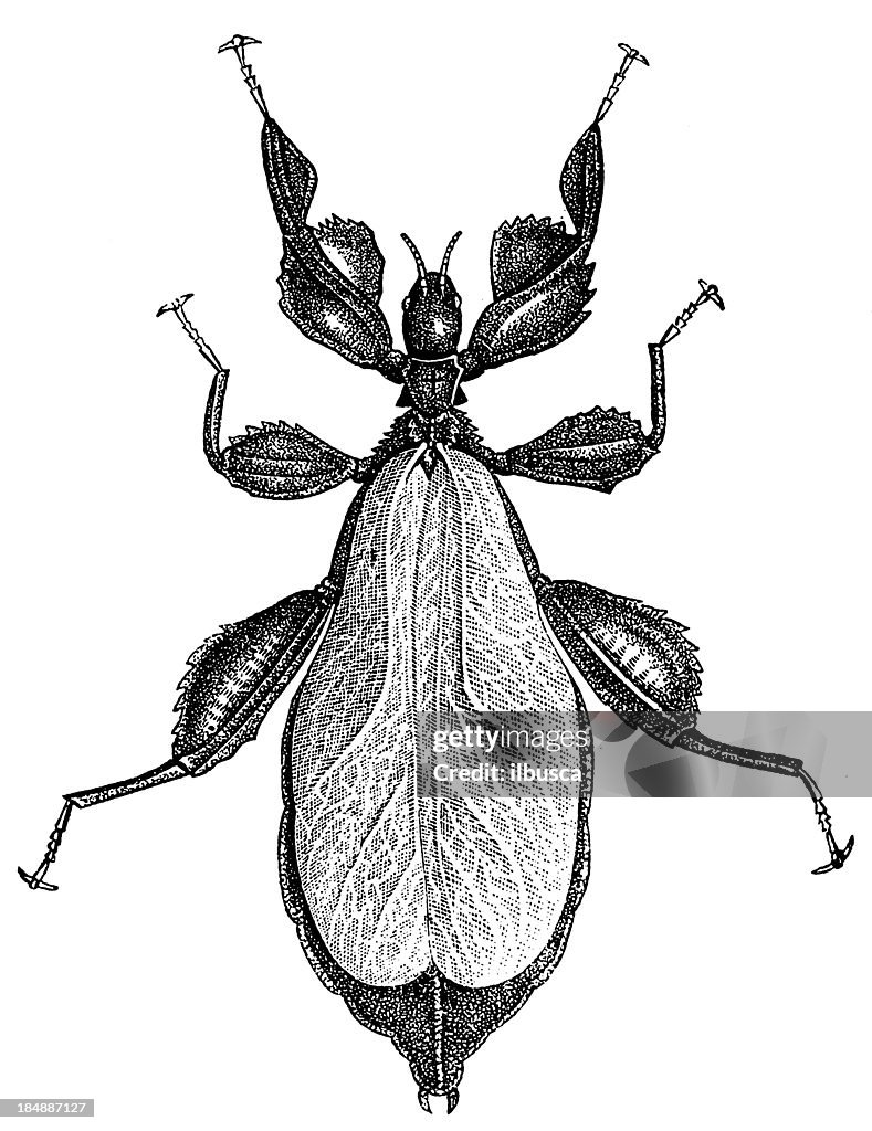 Leaf Insect (Phyllium Siccifolium)