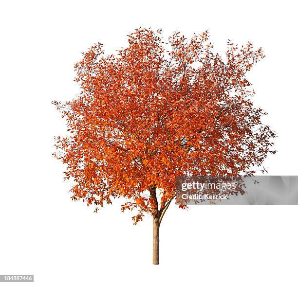 baum im herbst, isoliert auf weiss - autumn tree stock-fotos und bilder