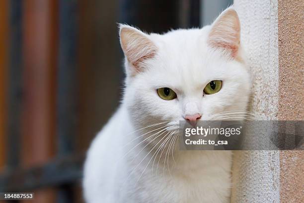 cat - cat green eyes stock pictures, royalty-free photos & images