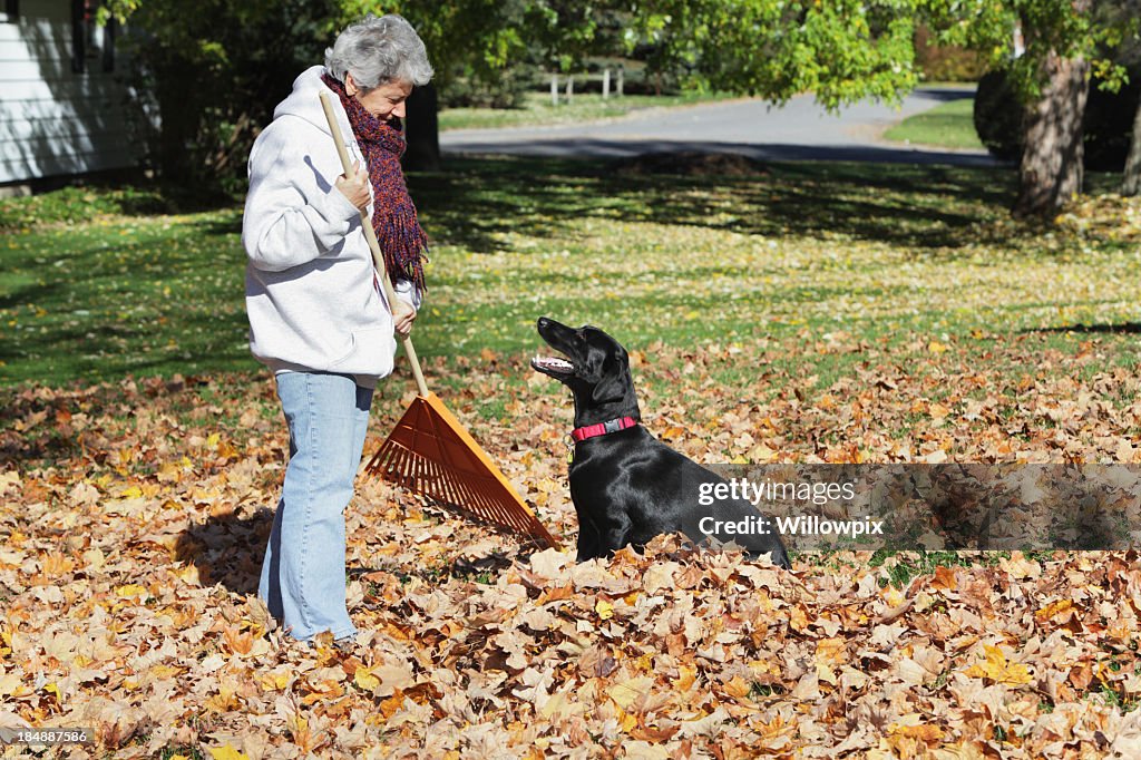 Patient chien prête à jouer en feuilles d'automne