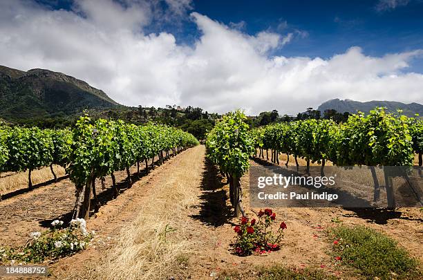 groot constantia - constantia stock-fotos und bilder