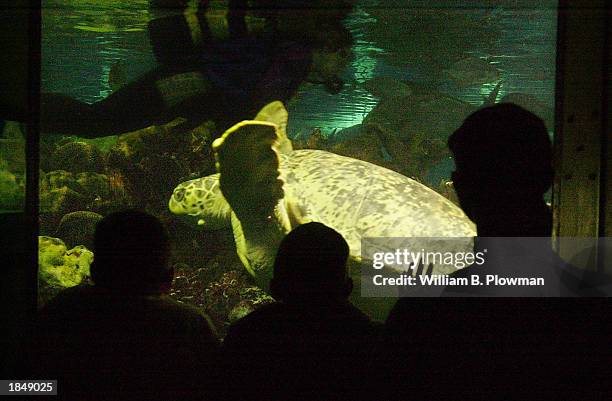 Myrtle, a 600 pound sea turtle, swims past a viewing window at the New England Aquarium March 14, 2003 in Boston, Massachusetts. Myrtle was presented...