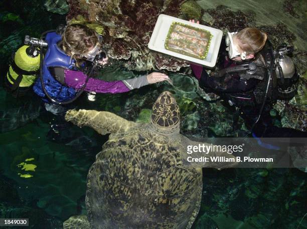 Divers Katarina Peterson and Jen Makela present 600 pound sea turtle Myrtle with a vegetable birthday cake topped with raw squid in celebration of...