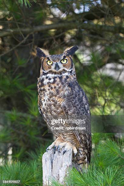 perched great horned owl with tree branches in background - horned owl stock pictures, royalty-free photos & images