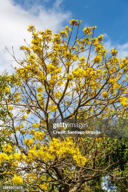 yellow tabebuia (tabebuia alba) or yellow ipe tree in full bloom - ipe yellow stock pictures, royalty-free photos & images