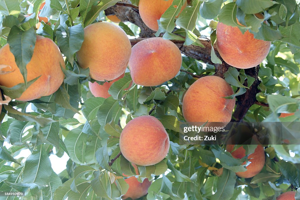 Peaches on a tree