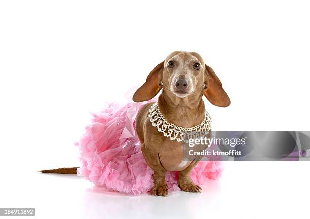 dachshund princess - pink pearls stockfoto's en -beelden