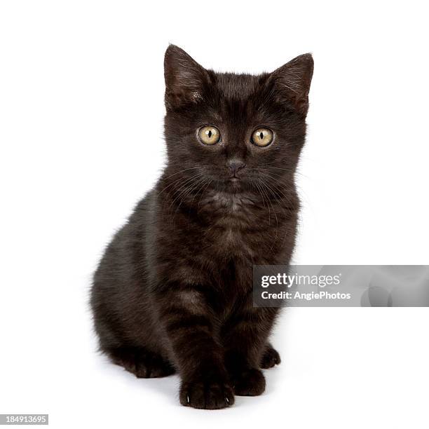 süße schwarze baby katze - katzenjunges stock-fotos und bilder