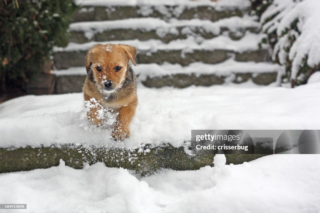 Cachorrinho Corrida na Neve