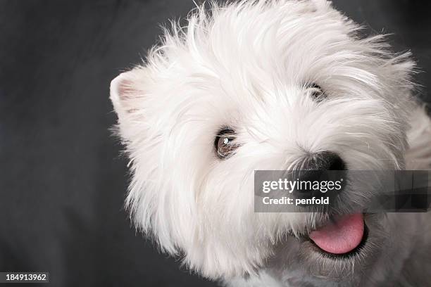 westie - west highland white terrier stock pictures, royalty-free photos & images