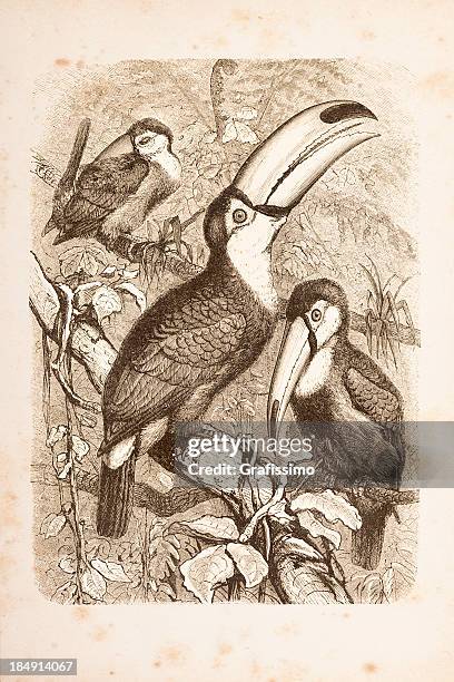 engraving tropical rainforest with toco toucan from 1882 - amazon stock illustrations