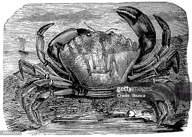 littoral crab (carcinus maenas - littoral stock-grafiken, -clipart, -cartoons und -symbole