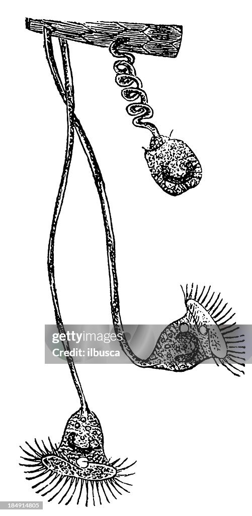 Vorticella Nebulifera