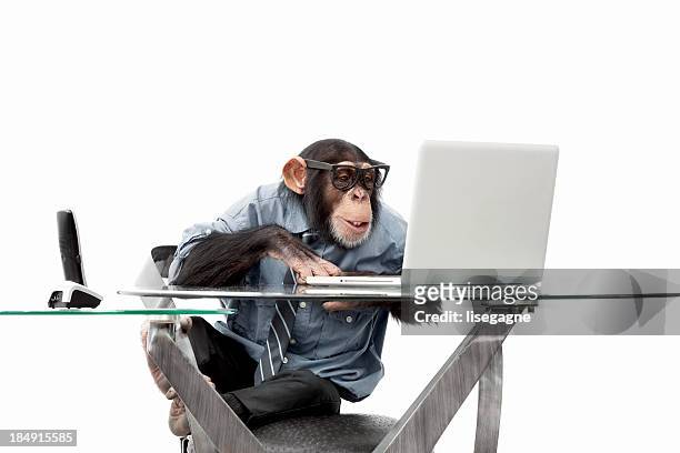 männliche schimpansen-gattung in business-kleidung - monkey stock-fotos und bilder
