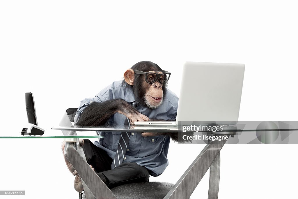 Male chimpanzee in business clothes
