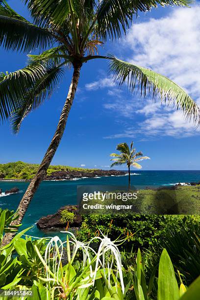 idyllic bay with palm tree and blue ocean, maui, hawaii - landscape tree and flowers stockfoto's en -beelden