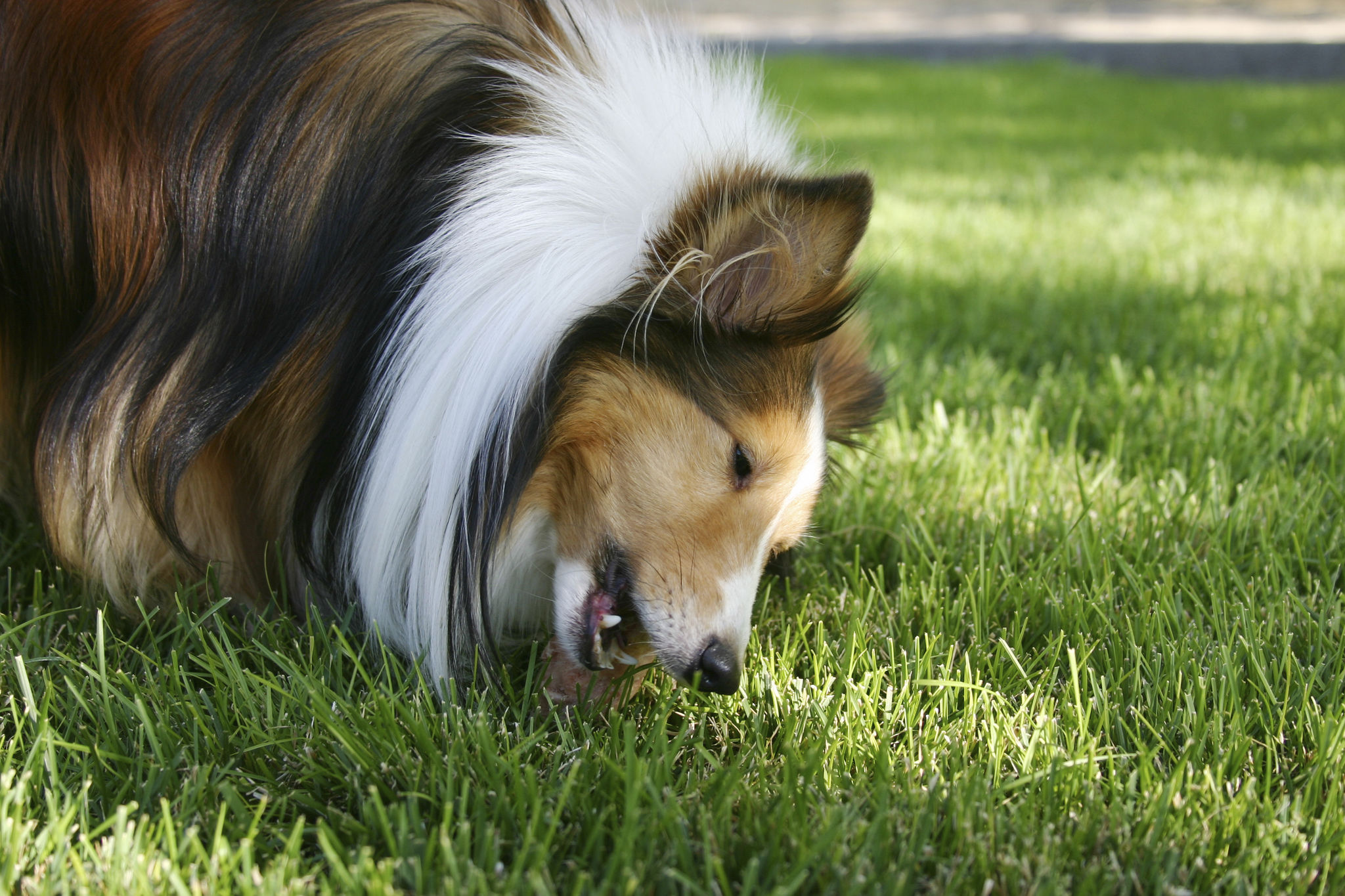 dog eating grass
