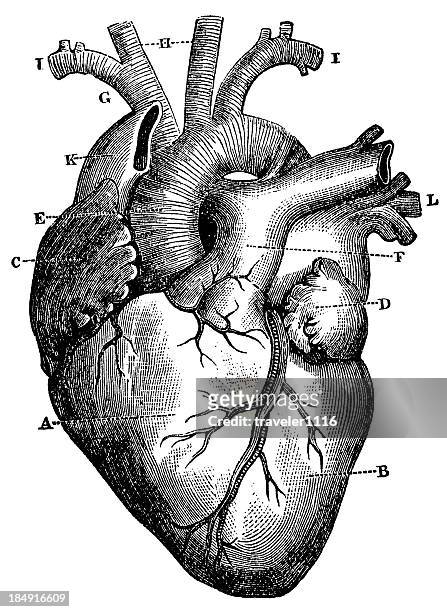 ilustraciones, imágenes clip art, dibujos animados e iconos de stock de xxxl muy detallado corazón humano - grabado técnica de ilustración ilustraciones