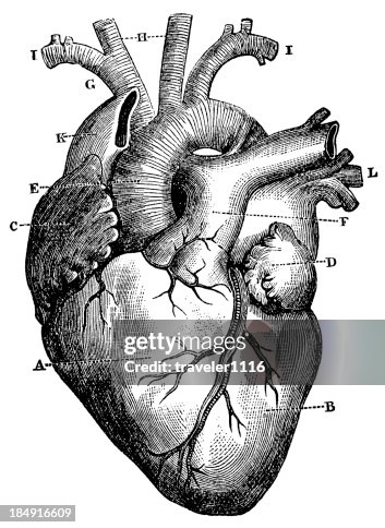 XXXL Very Detailed Human Heart XXXL Very Detailed Human Heart