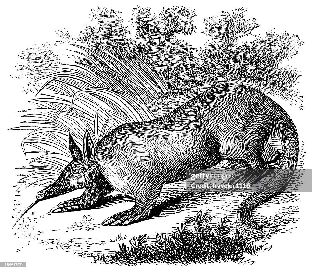 The Aardvark