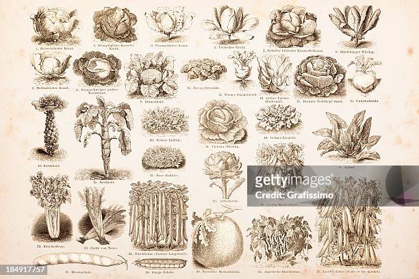 彫り込み図面野菜 1882 から - キャベツ　イラスト点のイラス�ト素材／クリップアート素材／マンガ素材／アイコン素材