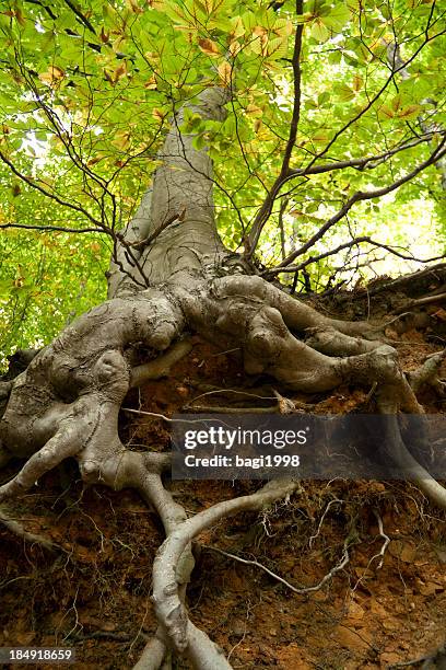 close-up low angle view of a tree's protruding roots - root stock pictures, royalty-free photos & images