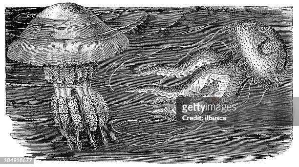 stockillustraties, clipart, cartoons en iconen met rhizostoma cuvieri jellyfish - gravure gefabriceerd object