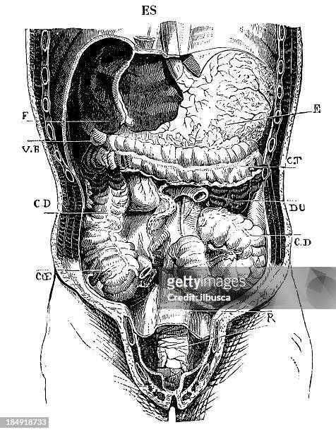 human abdomen mit organen - menschlicher bauch stock-grafiken, -clipart, -cartoons und -symbole