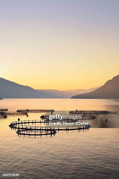 sea fish farm in greece - fish farm stock pictures, royalty-free photos & images