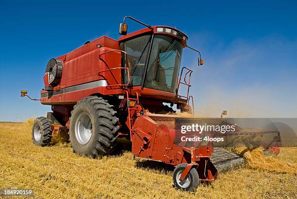 big red one - newly harvested stock pictures, royalty-free photos & images