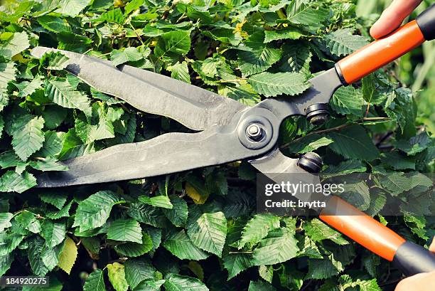 cutting  the hornbeam with hedge clippers in summer - hedge trimming stockfoto's en -beelden