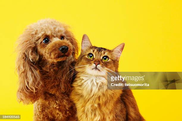 perro y gato - perro fotografías e imágenes de stock