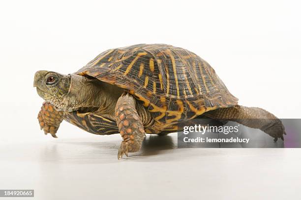 turtle walking - turtle stock pictures, royalty-free photos & images