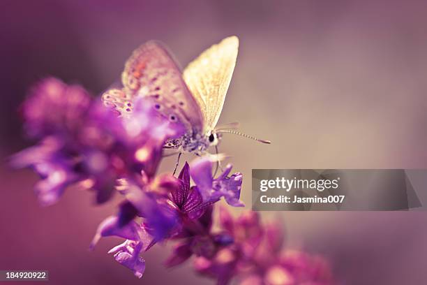 butterfly on wildflower - mexican bush sage stockfoto's en -beelden