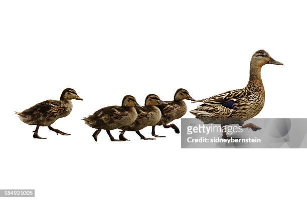 mumma duck and kids - animal family stock pictures, royalty-free photos & images