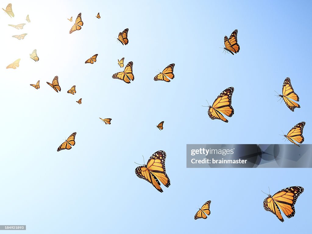 Flying butterflys