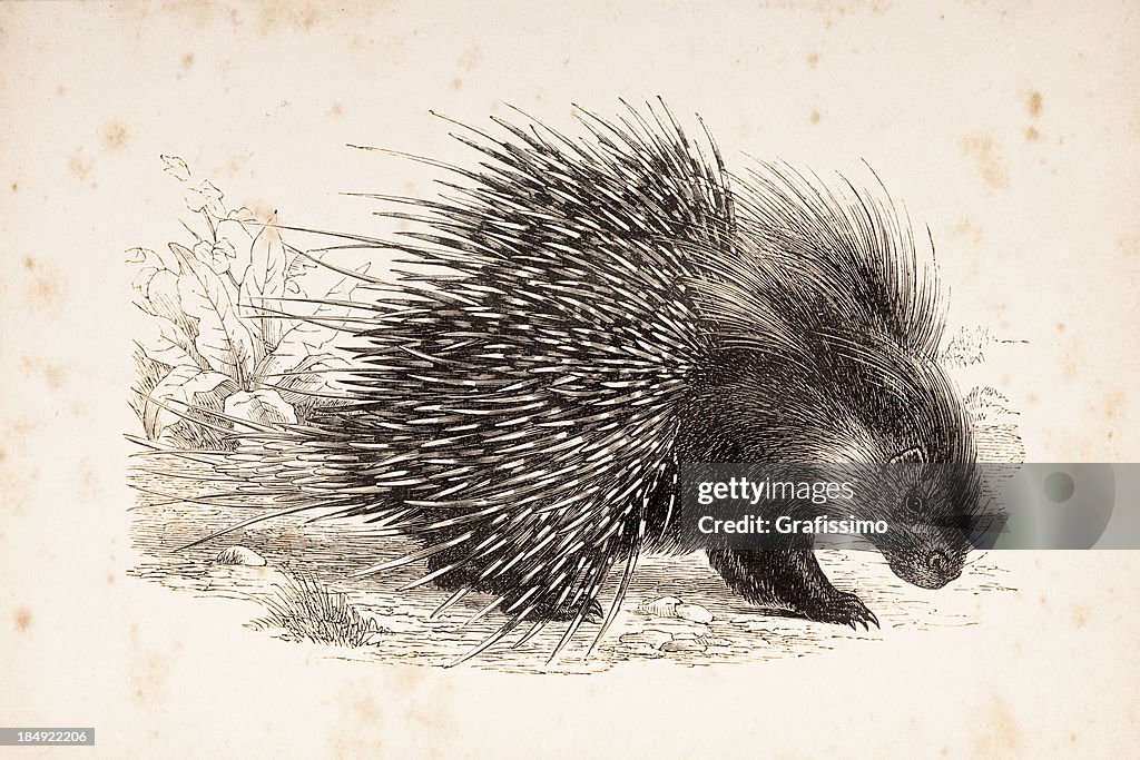 Engraving crested porcupine from 1877