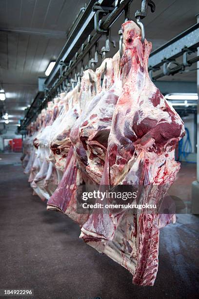 牛 carcasses - dead animal ストックフォトと画像