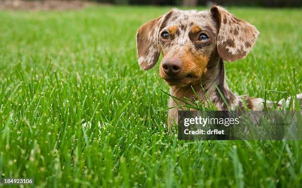 dachshund - spotted dog stock pictures, royalty-free photos & images