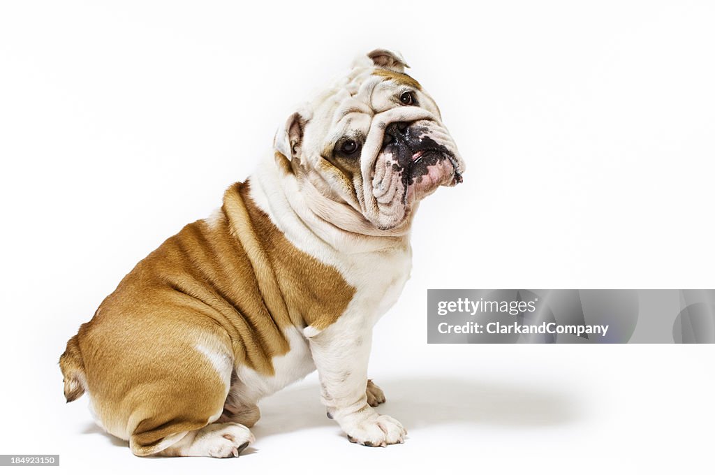 Portrait of British Bulldog White Background