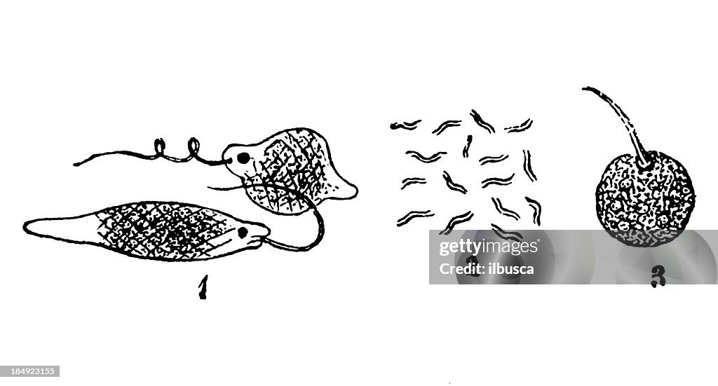 Euglena Viridis, Vibrionidae, Monas Termo