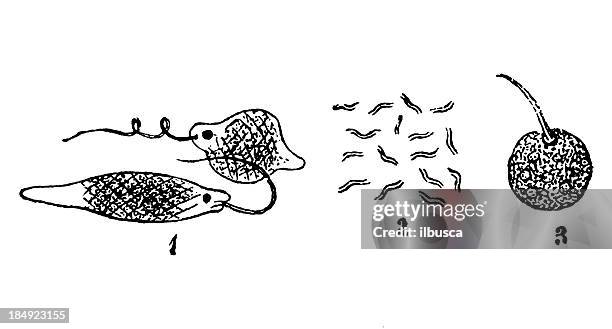 euglena viridis, vibrionidae, monas termo - euglena viridis stock illustrations